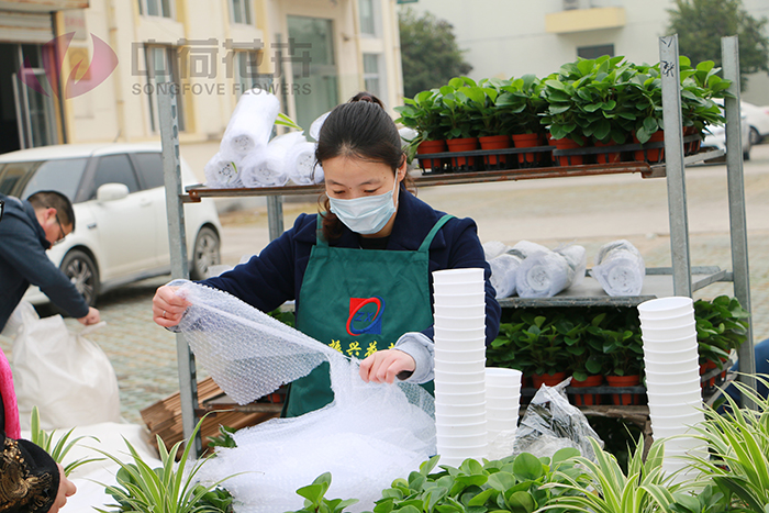 綠植打包1